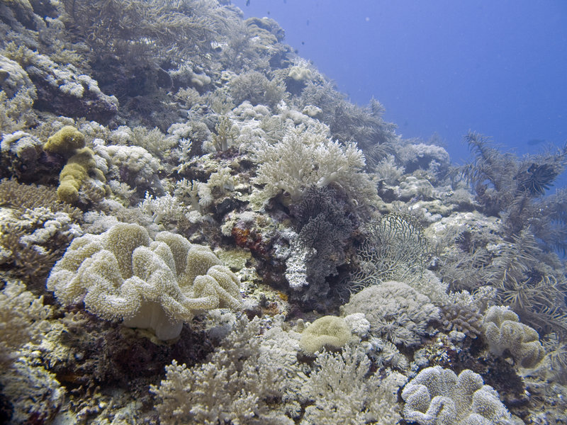 Underwater Scene, Layang Layang